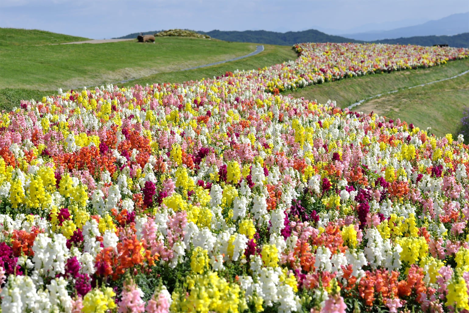 あわじ花さじきはキンギョソウがきれいに咲いてます。（イメージ）