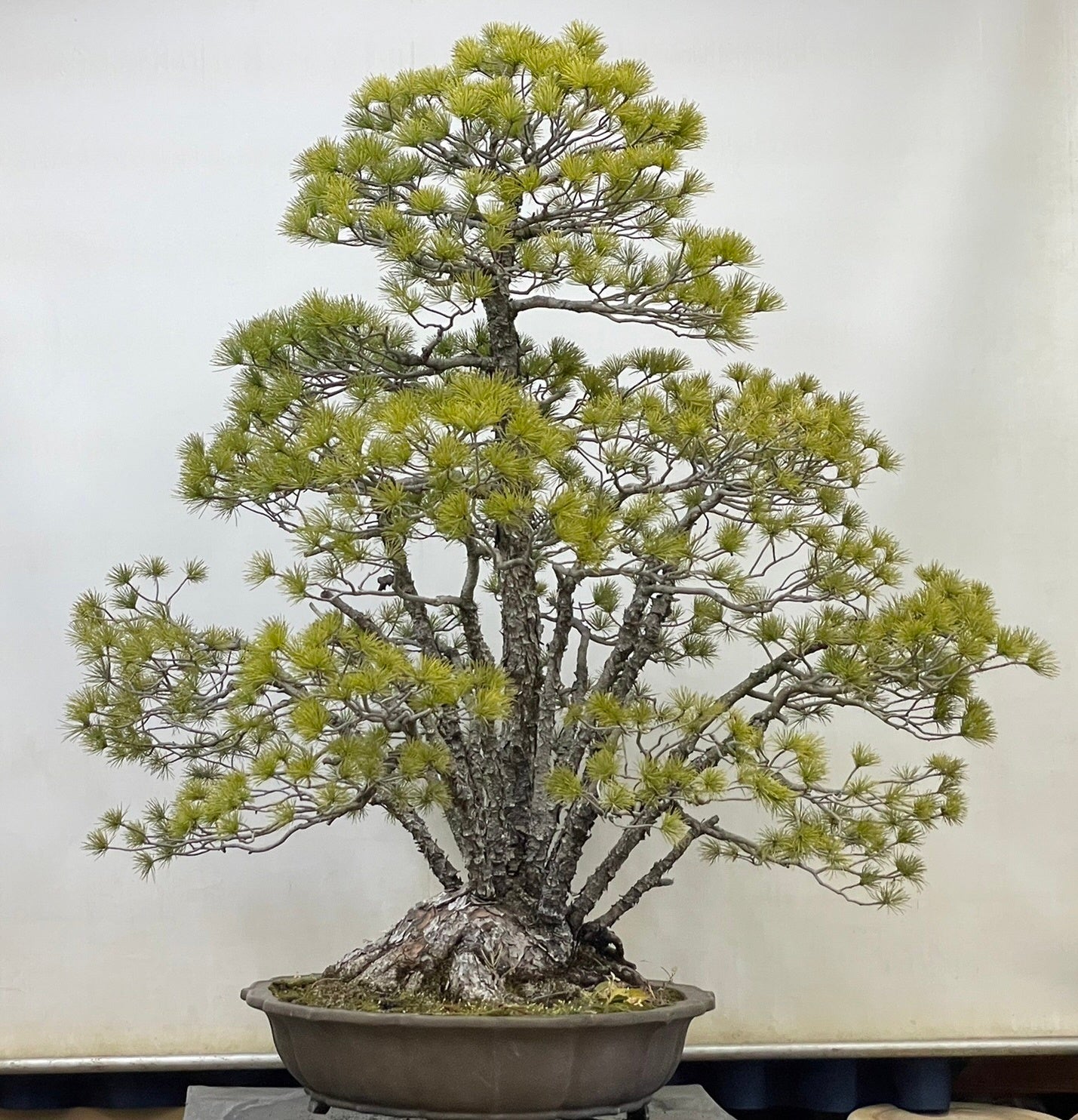 展示予定の五葉松（樹齢約100年）