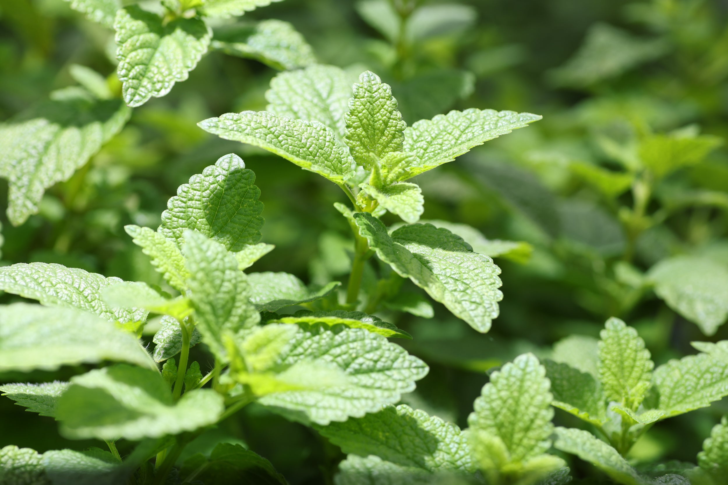 レモンバーム（メリッサ葉エキス）