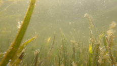 〈酸素を生み出している様子〉