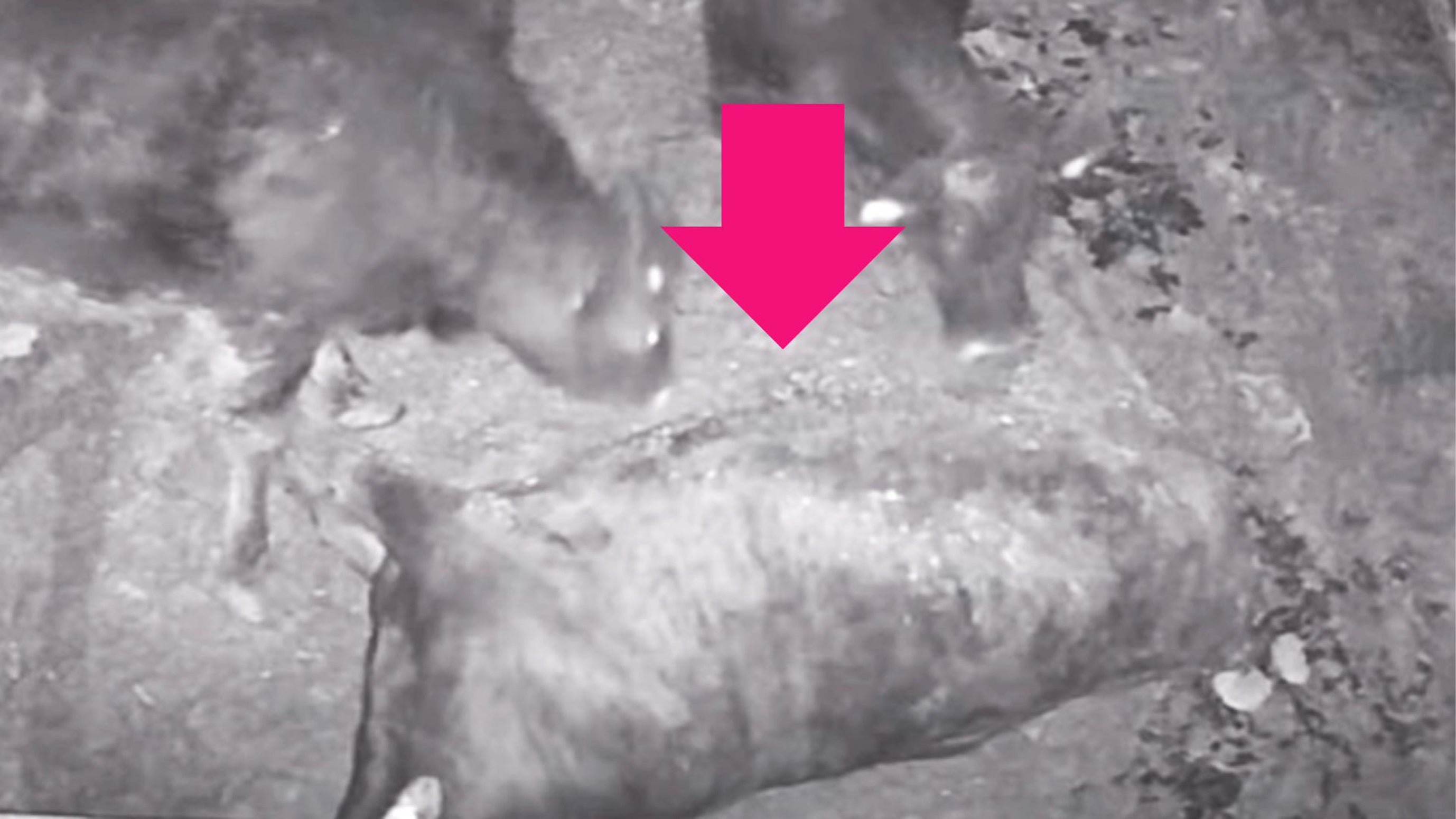 夜間に転倒した牛