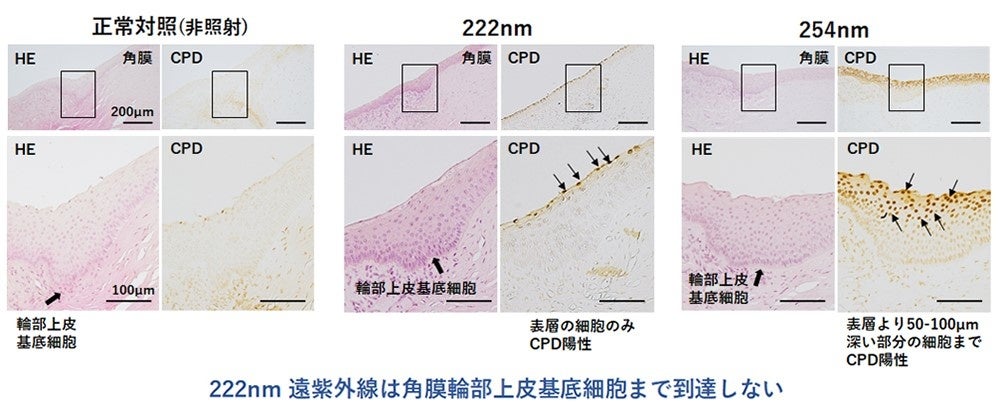 図3　角膜輪部におけるCPDの局在　-ブタ-