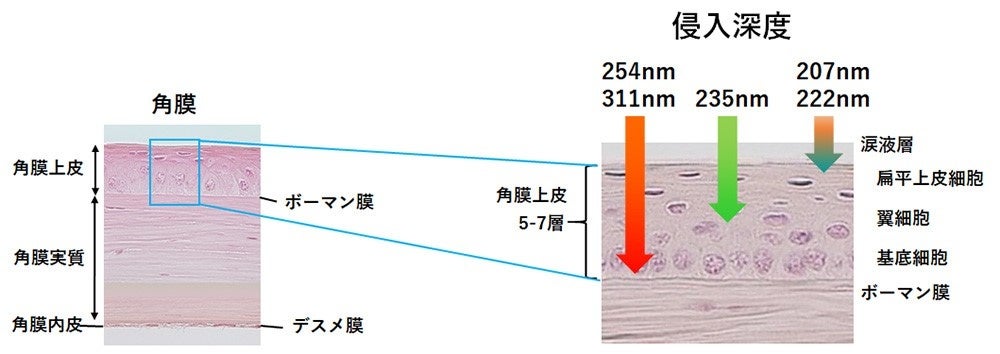 図4 角膜へのUV侵入深度