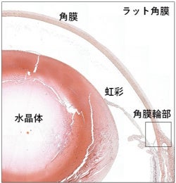 図１　ラットの眼の断面図