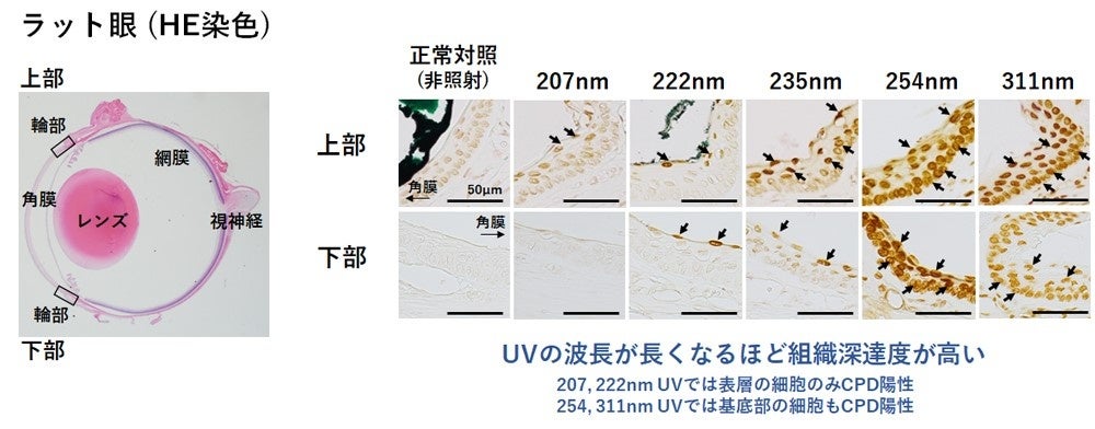 図２　角膜輪部におけるCPDの局在　-ラット-