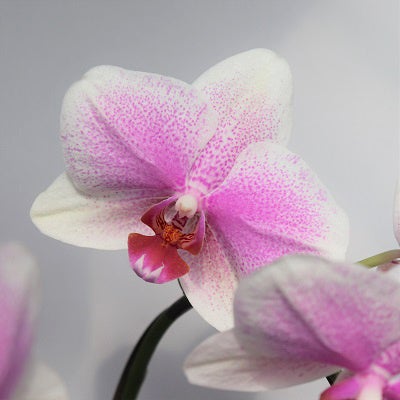 キヌナーセリーオリジナル胡蝶蘭 ヴィーナス 