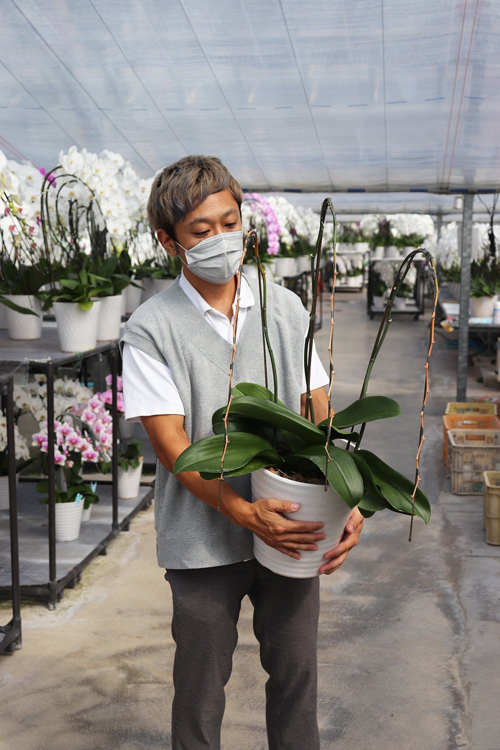 回収後の胡蝶蘭