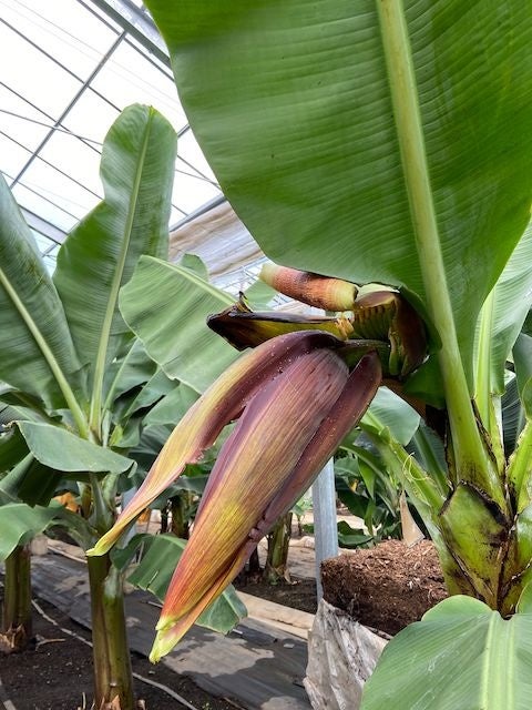 大きなバナナの花