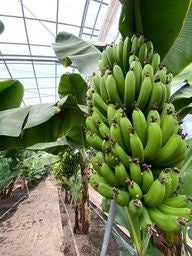 ハウスの中にはたわわなバナナ