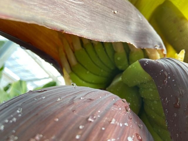 赤ちゃんバナナ発見！