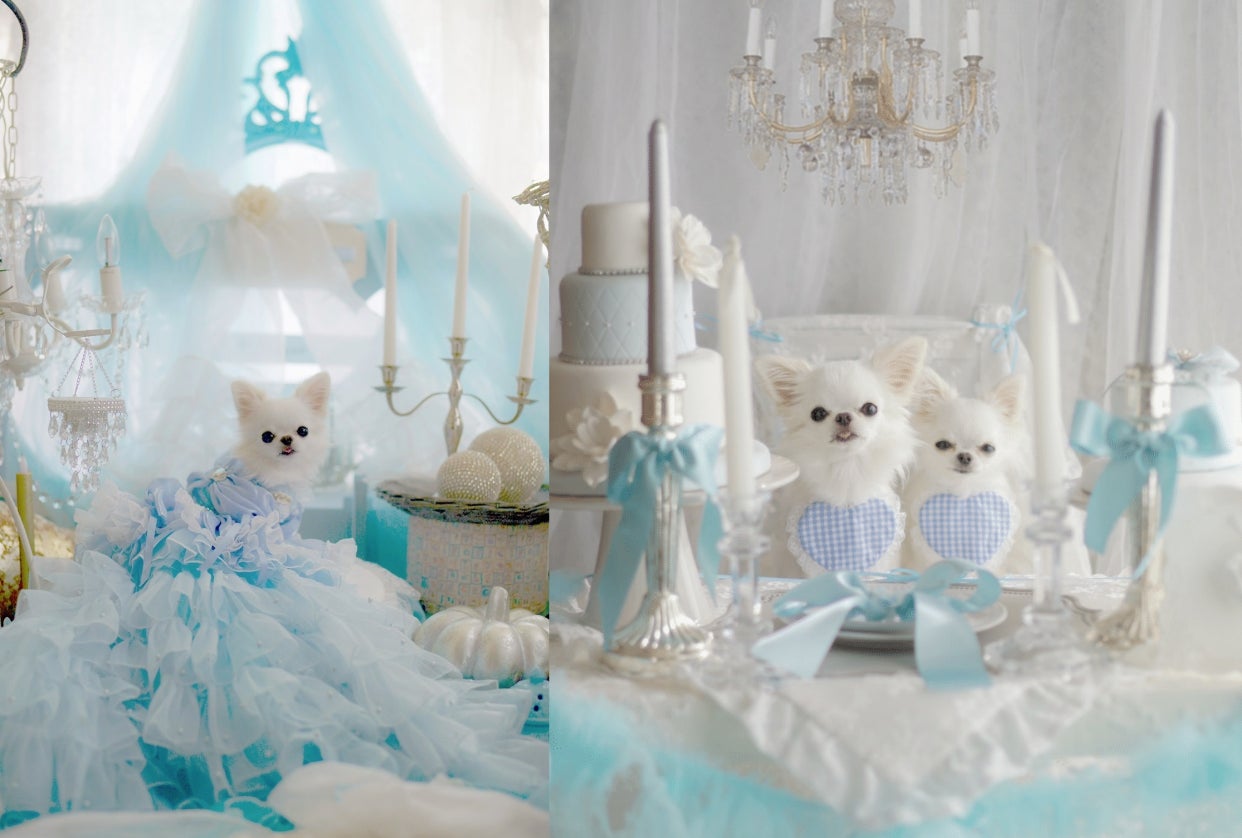 都内で話題のドッグフレンドリーホテル イチホテル浅草橋にてアフタヌーンティー付撮影会開催 プリンセスアフタヌーンティー 第一弾がスタート Hotel Monday Groupのプレスリリース 都内で話題のドッグフレンドリーホテル イチホテル浅草橋にてアフタヌーンティー付撮影会開催 プリンセスアフタヌーンティー 第一弾がスタート Hotel Monday Groupのプレスリリース