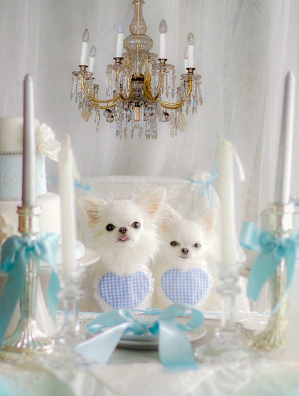 「アフタヌーンティー」フォトセットイメージ