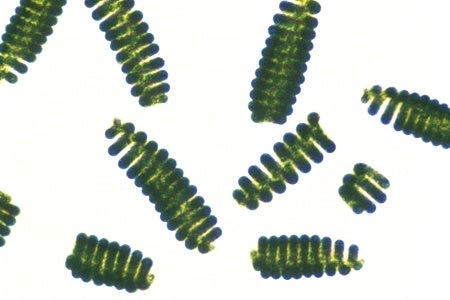 藻類「スピルリナ」