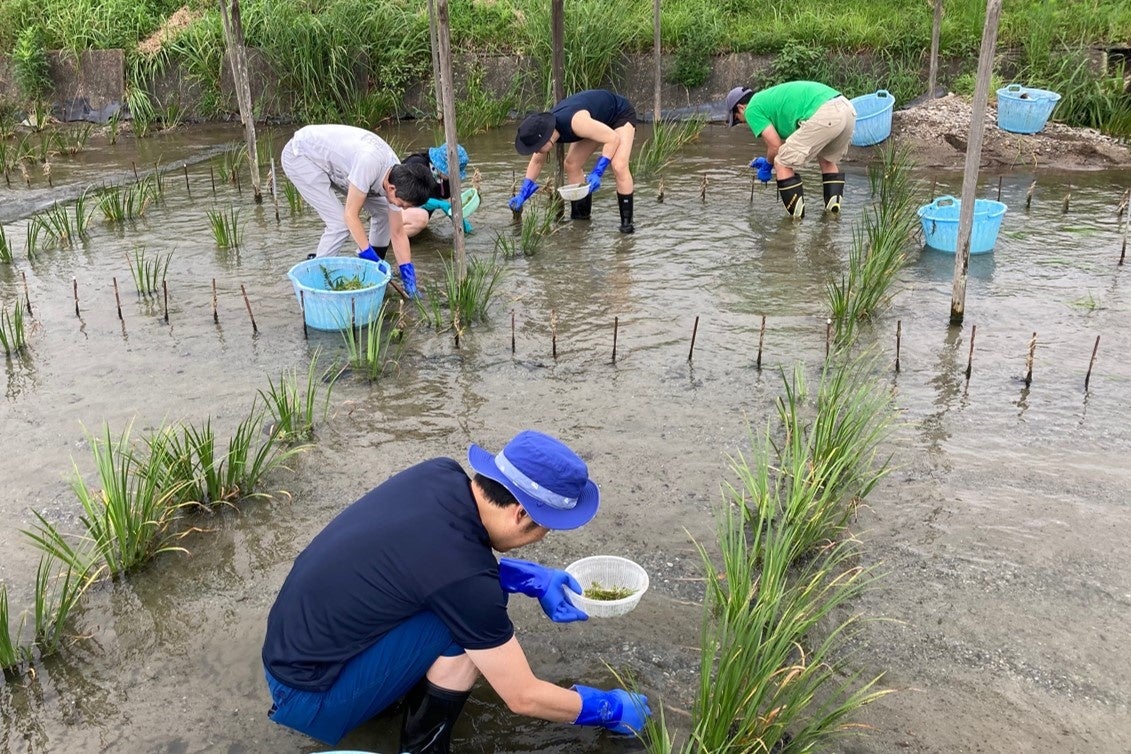 スイゼンジノリが天然養殖されている黄金川（福岡県朝倉市）の環境保全活動