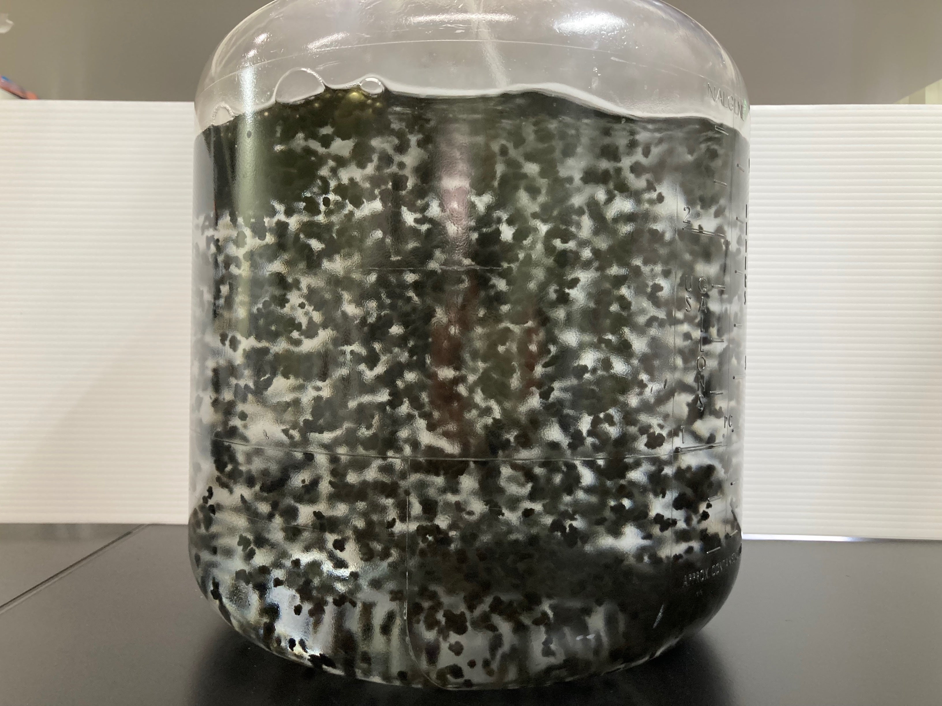 屋内での藻類培養