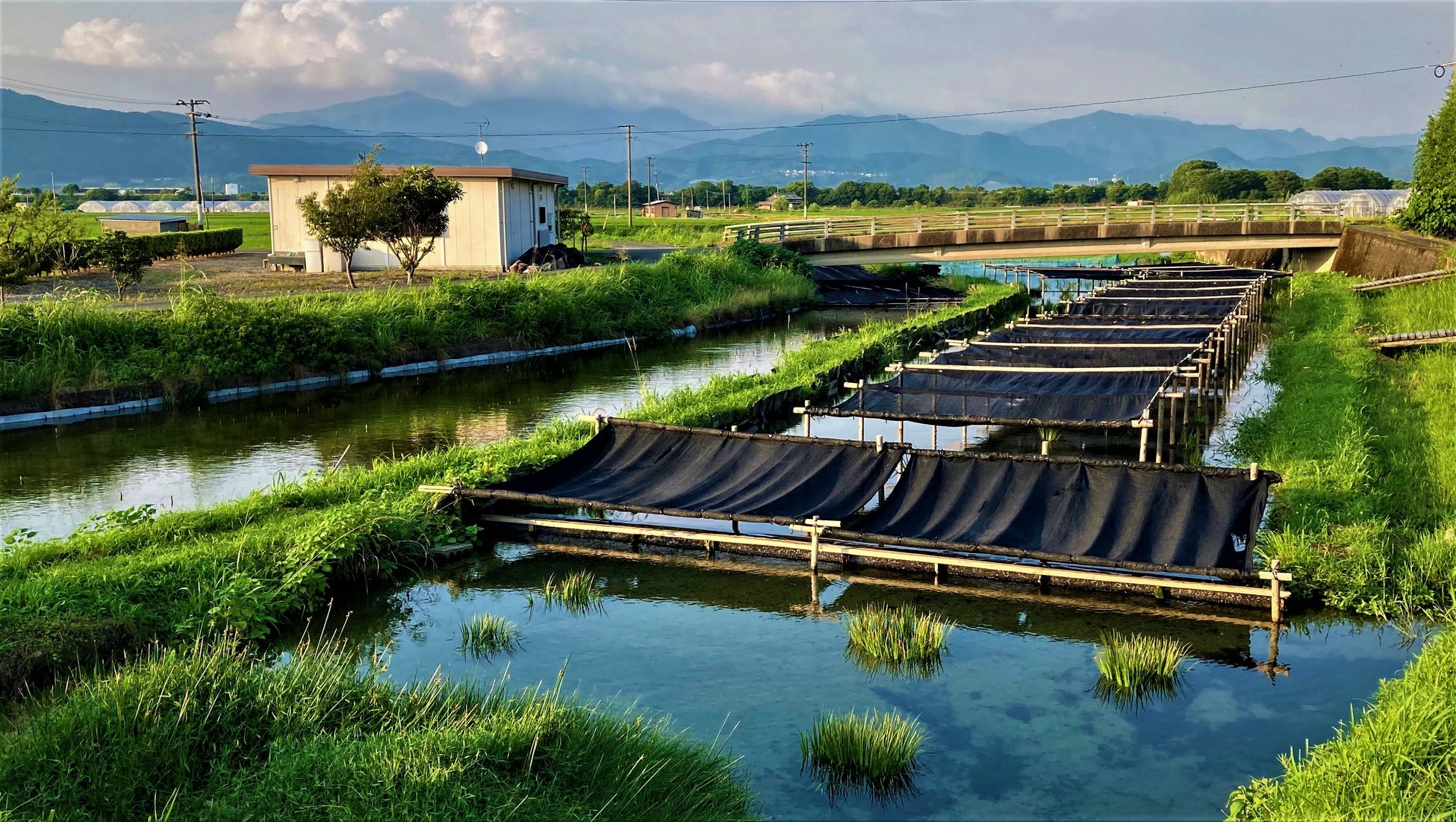 スイゼンジノリが自生する黄金川（福岡県朝倉市）