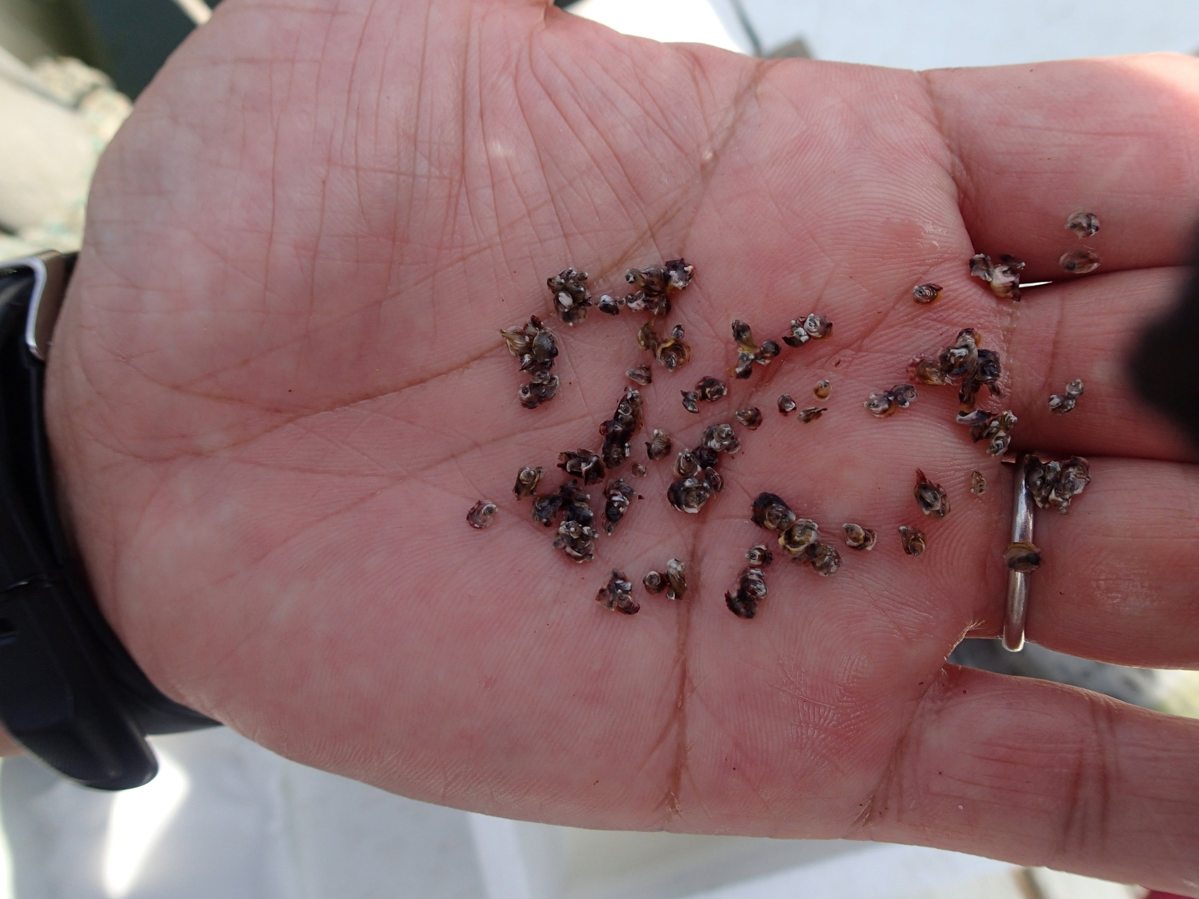 2ｍｍほどの種苗