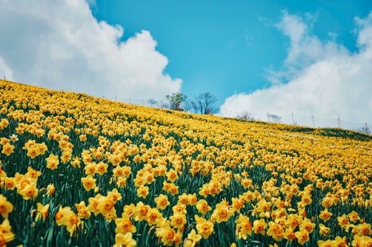 【びわ湖バレイ】2026グリーシーズン営業開始!関西最大級30万球のスイセンが今年も開花 【びわ湖バレイ】2026グリーシーズン営業開始!関西最大級30万球のスイセンが今年も開花