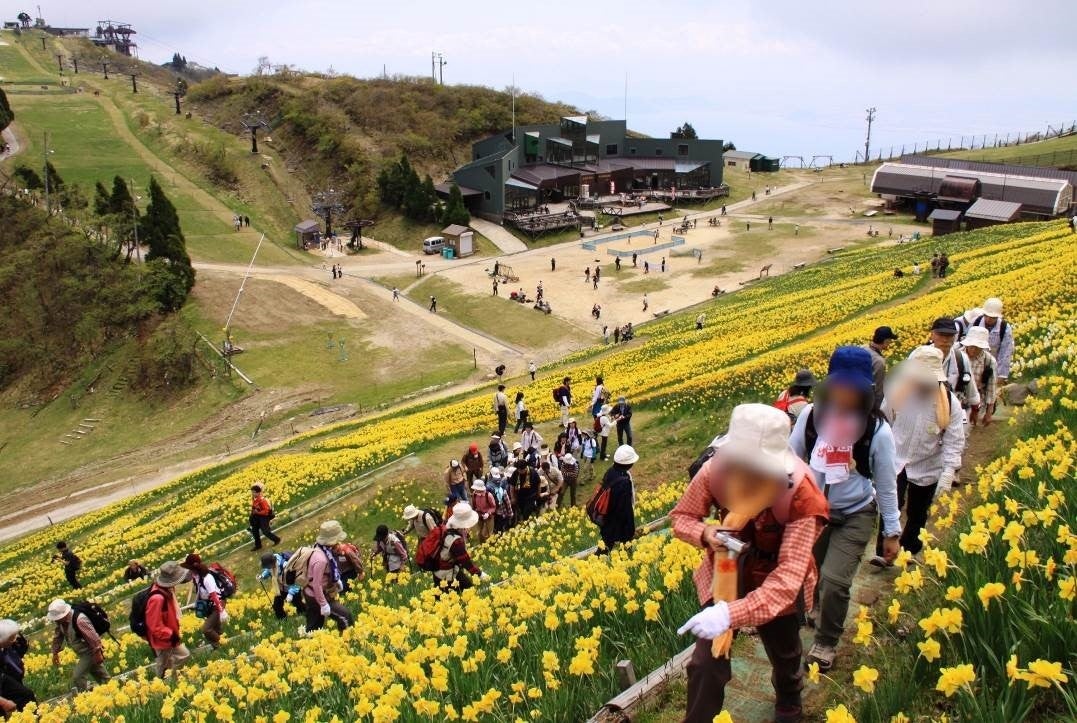 スイセンの丘とびわ湖の眺めはびわ湖の新たな絶景