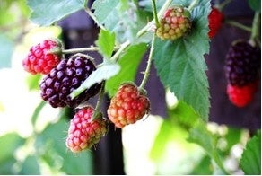 幻の果実アドベリー