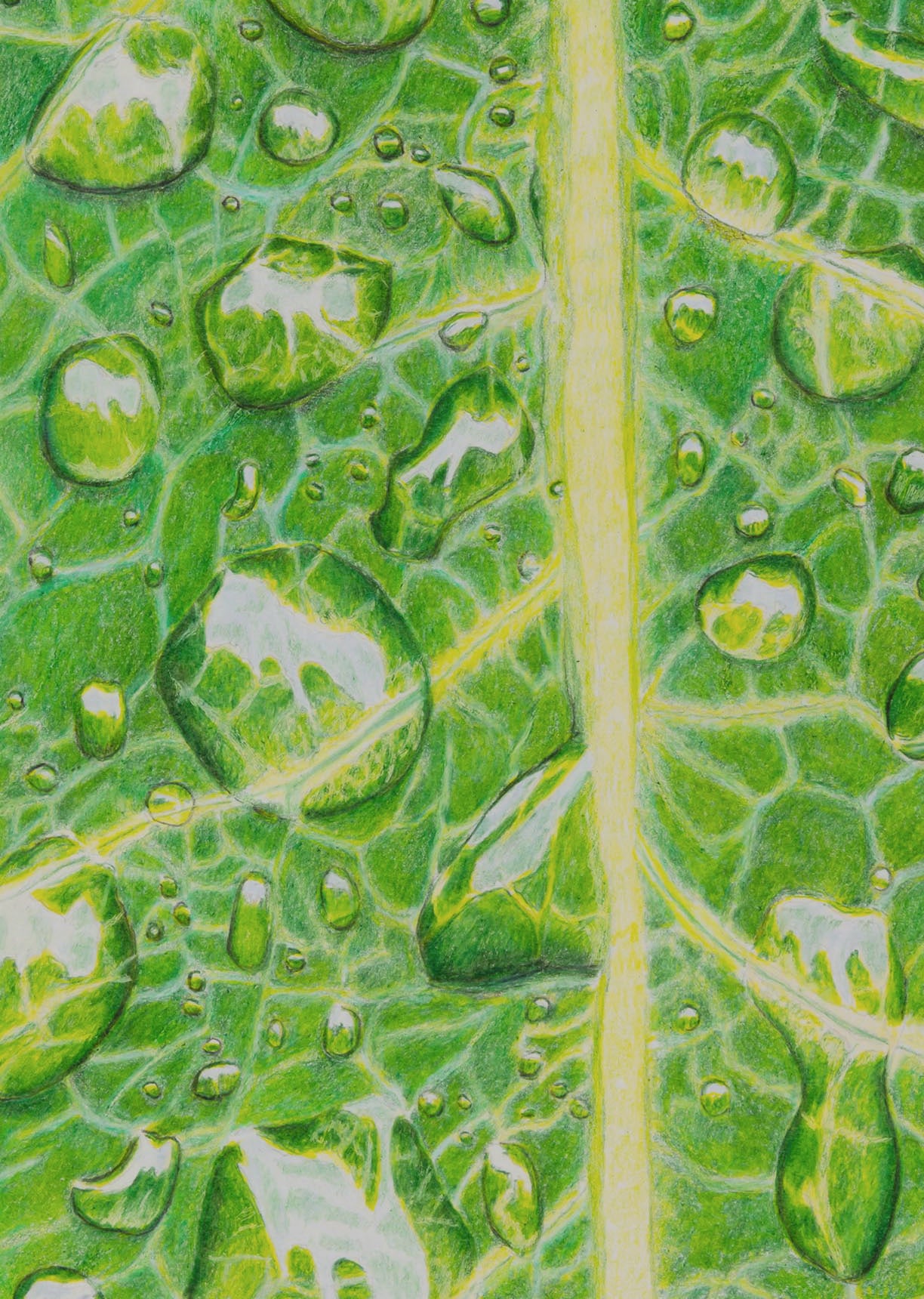 石川＠色鉛筆 《葉っぱと水滴》 2022年