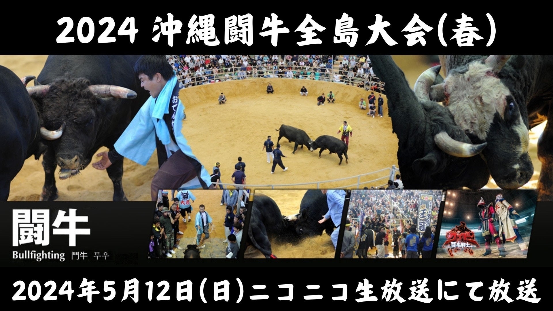 沖縄闘牛春の王者決定戦 第120回 全島闘牛大会をニコニコ生放送で！