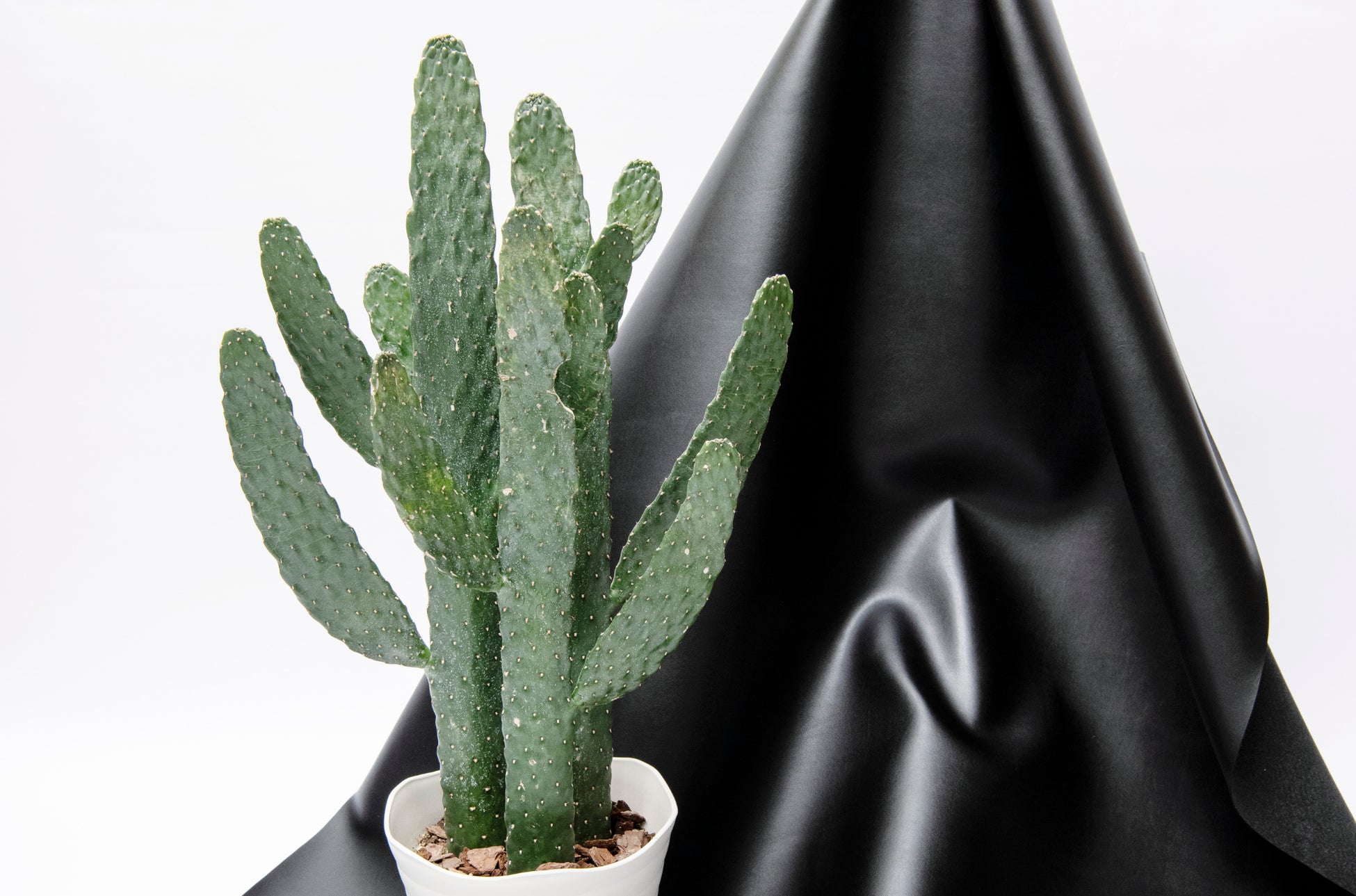 Crafsto 春にオススメのバッグ 植物性由来サボテンレザーを使用した ボディバッグ 購入者にミニサボテンを進呈 ヘリテッジ株式会社のプレスリリース Crafsto 春にオススメのバッグ 植物性由来サボテンレザーを使用した ボディバッグ 購入者にミニサボテンを進呈 ヘリテッジ株式会社のプレスリリース