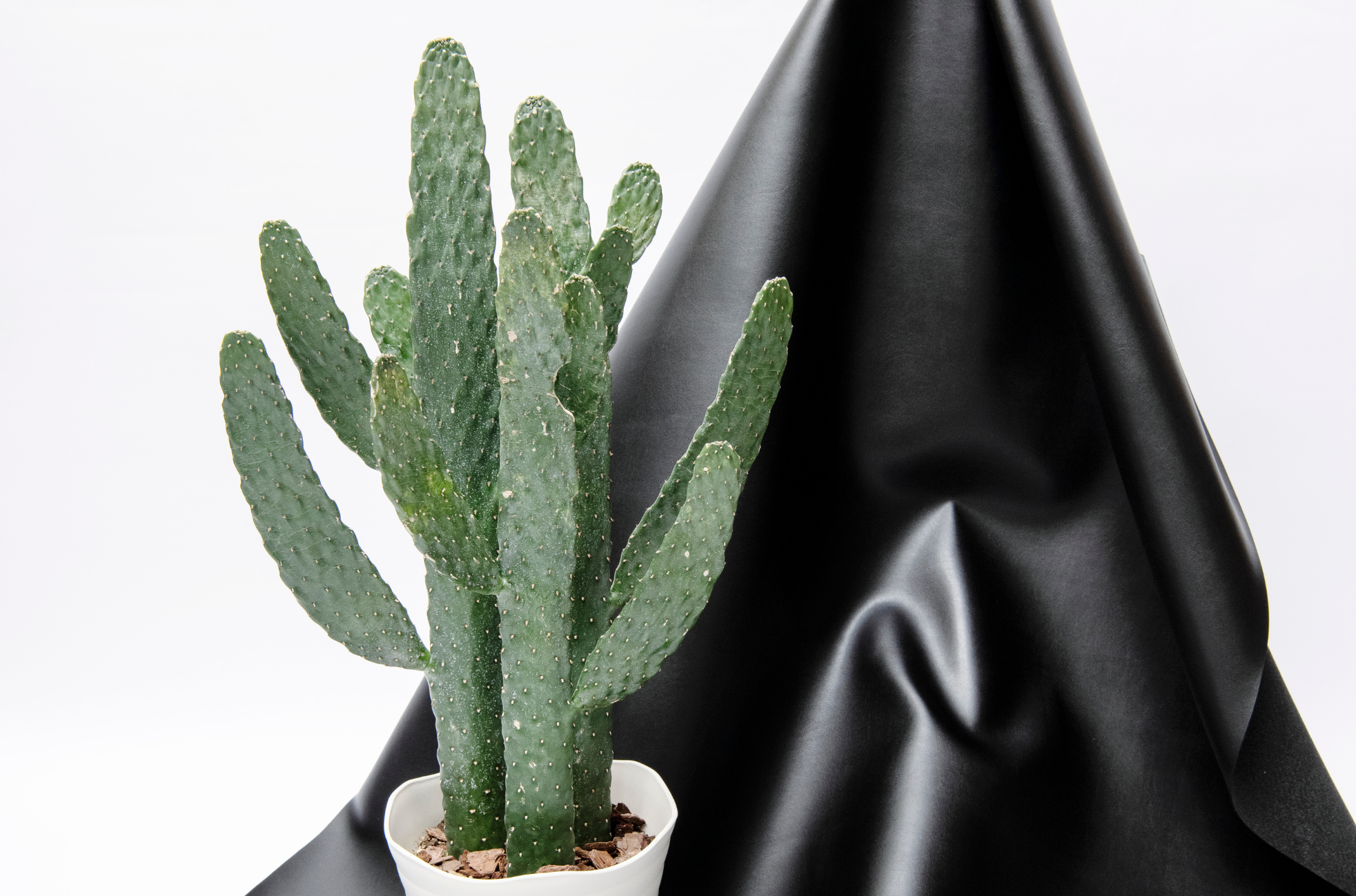 撥水性があるため耐久性が高く、お手入れが簡単なサボテンレザー