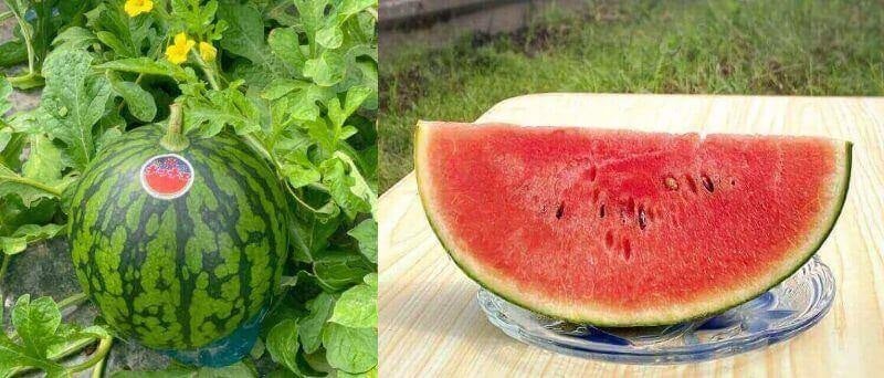 あさひの小玉スイカ