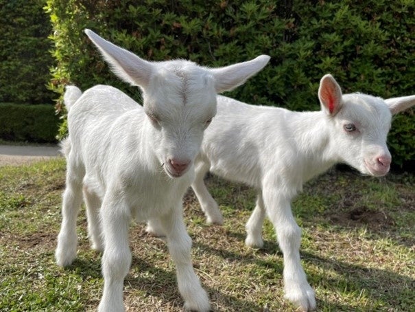 かわいい赤ちゃんたちがりんどう湖へ仲間入り赤ちゃんヤギ 赤ちゃんヒツジのお名前を募集中 日本テーマパーク開発株式会社のプレスリリース かわいい赤ちゃんたちがりんどう湖へ仲間入り赤ちゃんヤギ 赤ちゃんヒツジのお名前を募集中 日本テーマパーク開発株式会社のプレスリリース