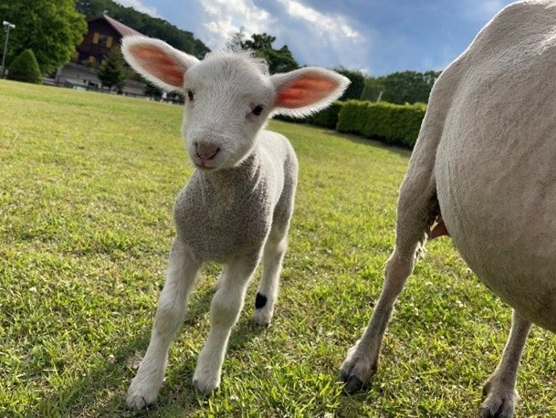 かわいい赤ちゃんたちがりんどう湖へ仲間入り赤ちゃんヤギ 赤ちゃんヒツジのお名前を募集中 日本テーマパーク開発株式会社のプレスリリース かわいい赤ちゃんたちがりんどう湖へ仲間入り赤ちゃんヤギ 赤ちゃんヒツジのお名前を募集中 日本テーマパーク開発株式会社のプレスリリース