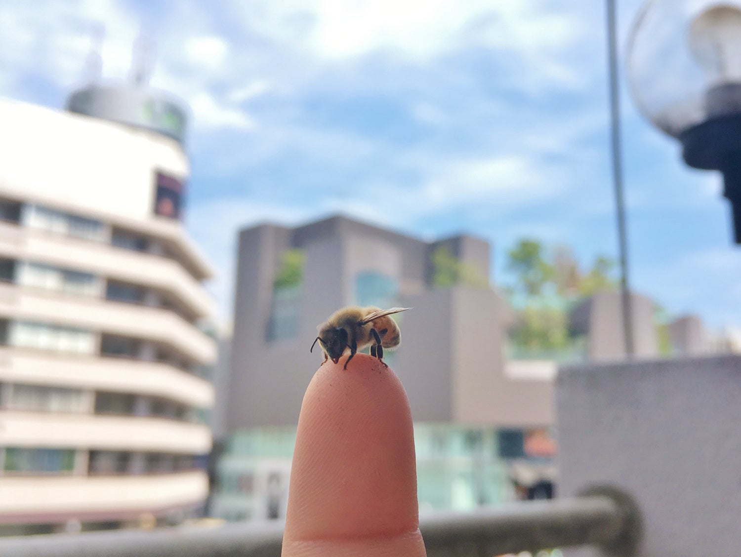 屋上のミツバチイメージ