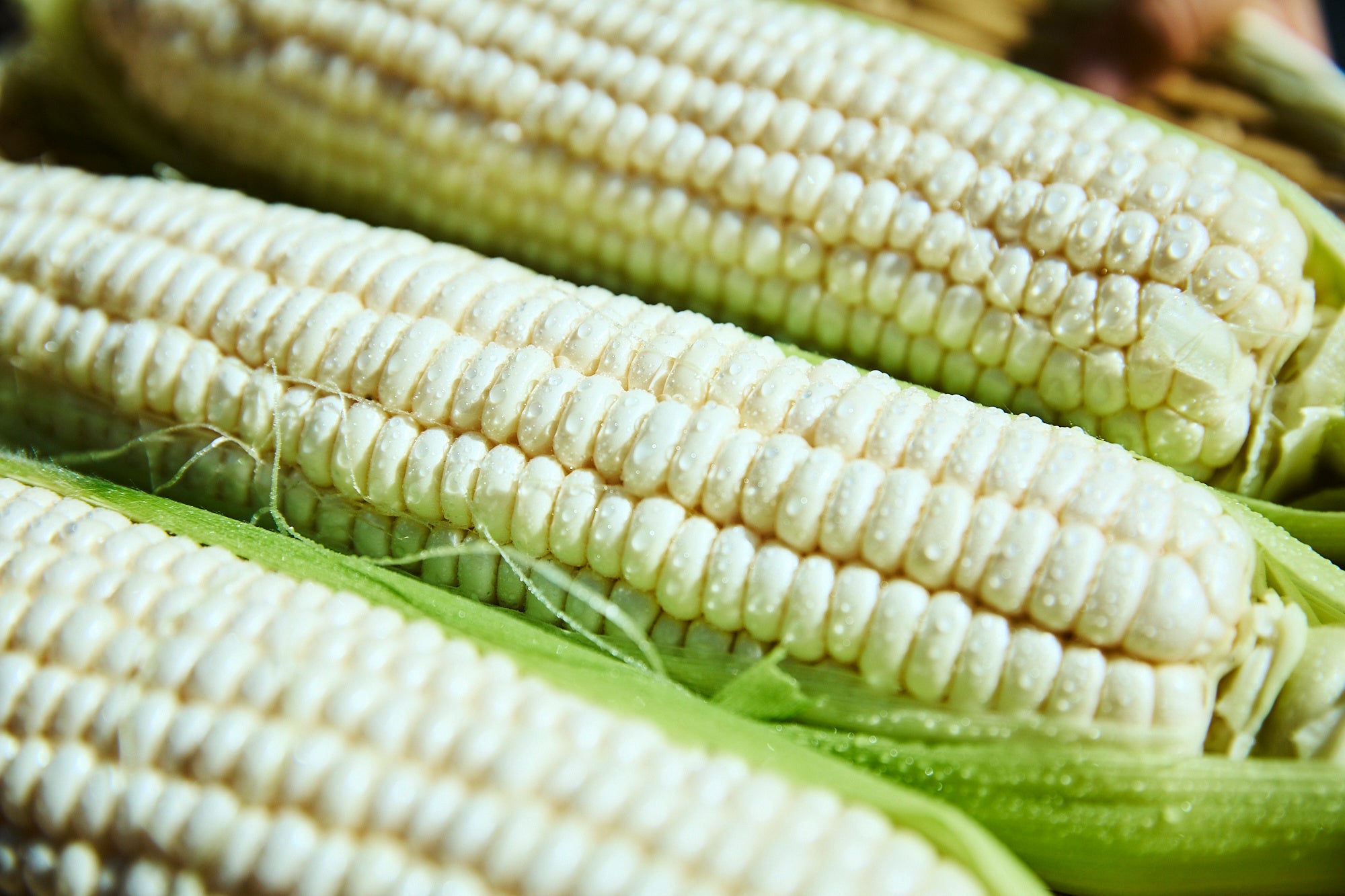 つやつやと、綺麗に並んだ粒が美しい「京都舞コーン」。