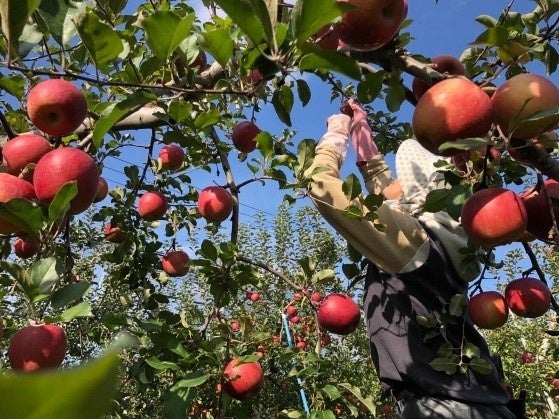・弘前西村りんご園