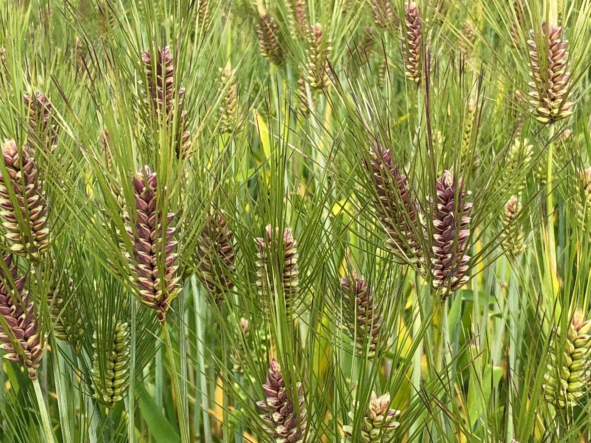もち性裸麦「ダイシモチ」