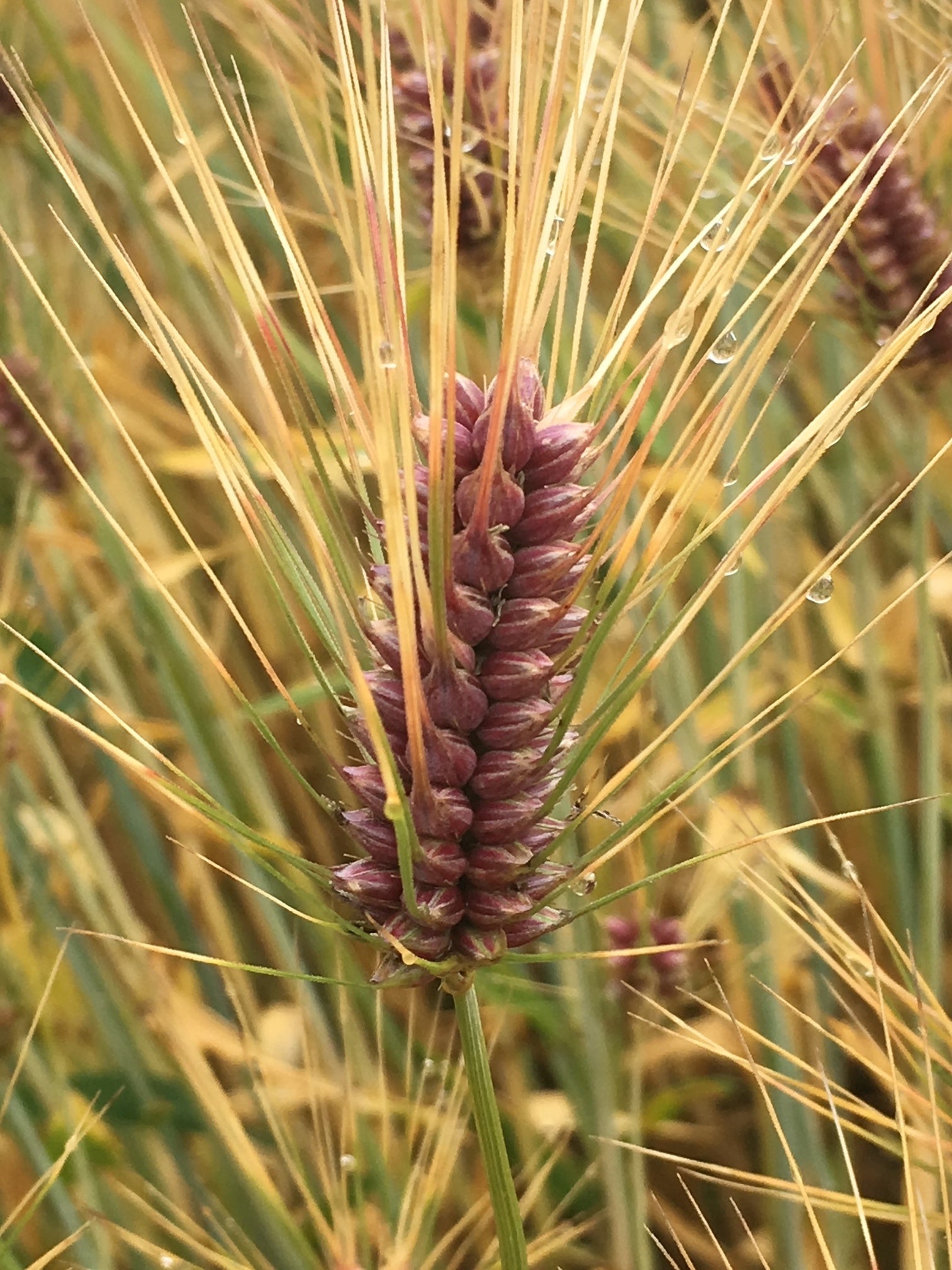もち性裸麦「ダイシモチ」