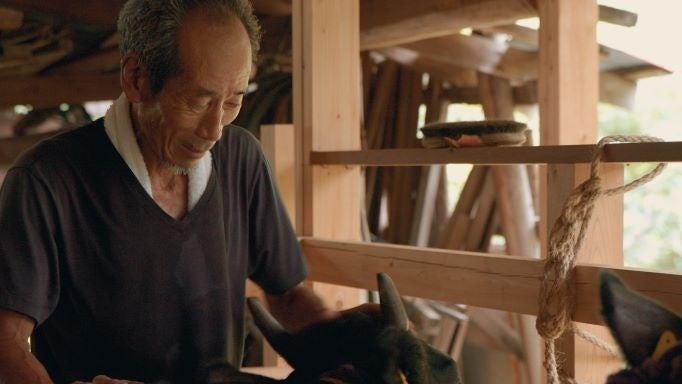 牛飼い、そそぐ陽光