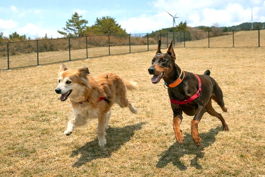 【高知県大豊町】ゆとりすとパークおおとよのドッグランをリニューアル! 【高知県大豊町】ゆとりすとパークおおとよのドッグランをリニューアル!