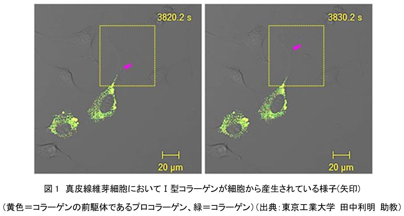衛生化学詳解　上 衛生化学詳解 上 第3版 京都廣川書店 衛生化学詳解（上）第3