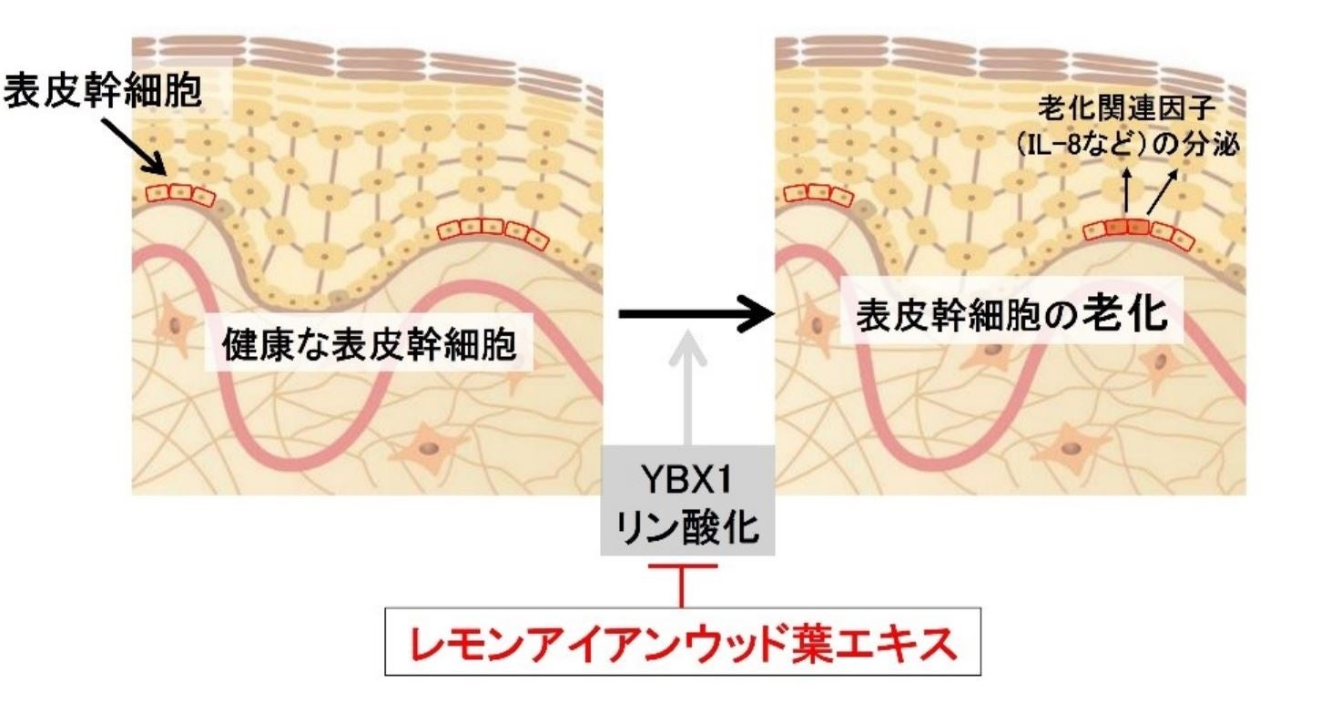 資生堂、表皮幹細胞研究を進化させ老化による肌悩みにアプローチする