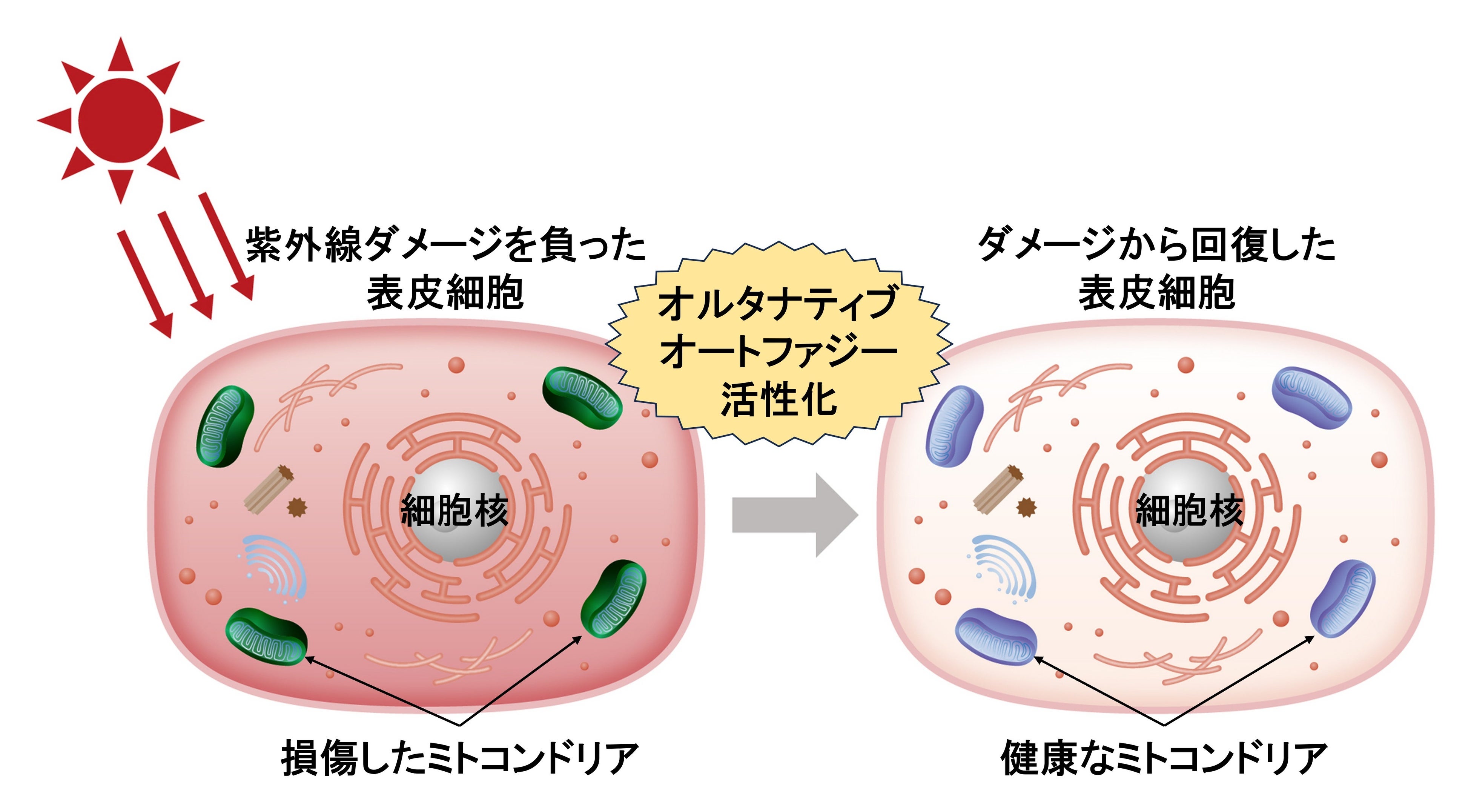FUF プレート 特殊活性化セラミック 生体エネルギー② マイクロ