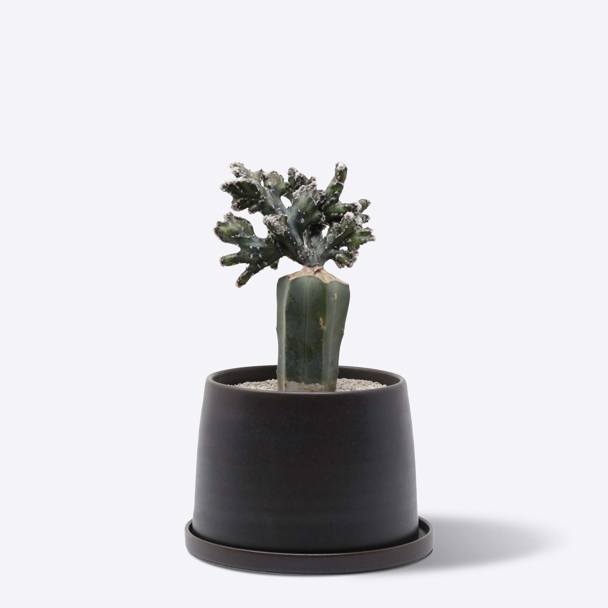 ​残雪の峰 接ぎ木 ブラック