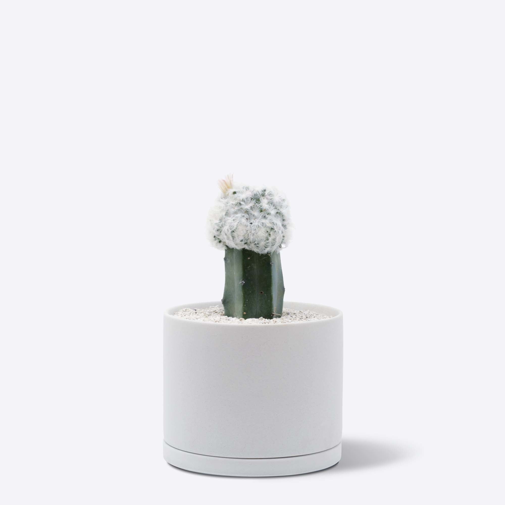 白星 接ぎ木 アースグレー