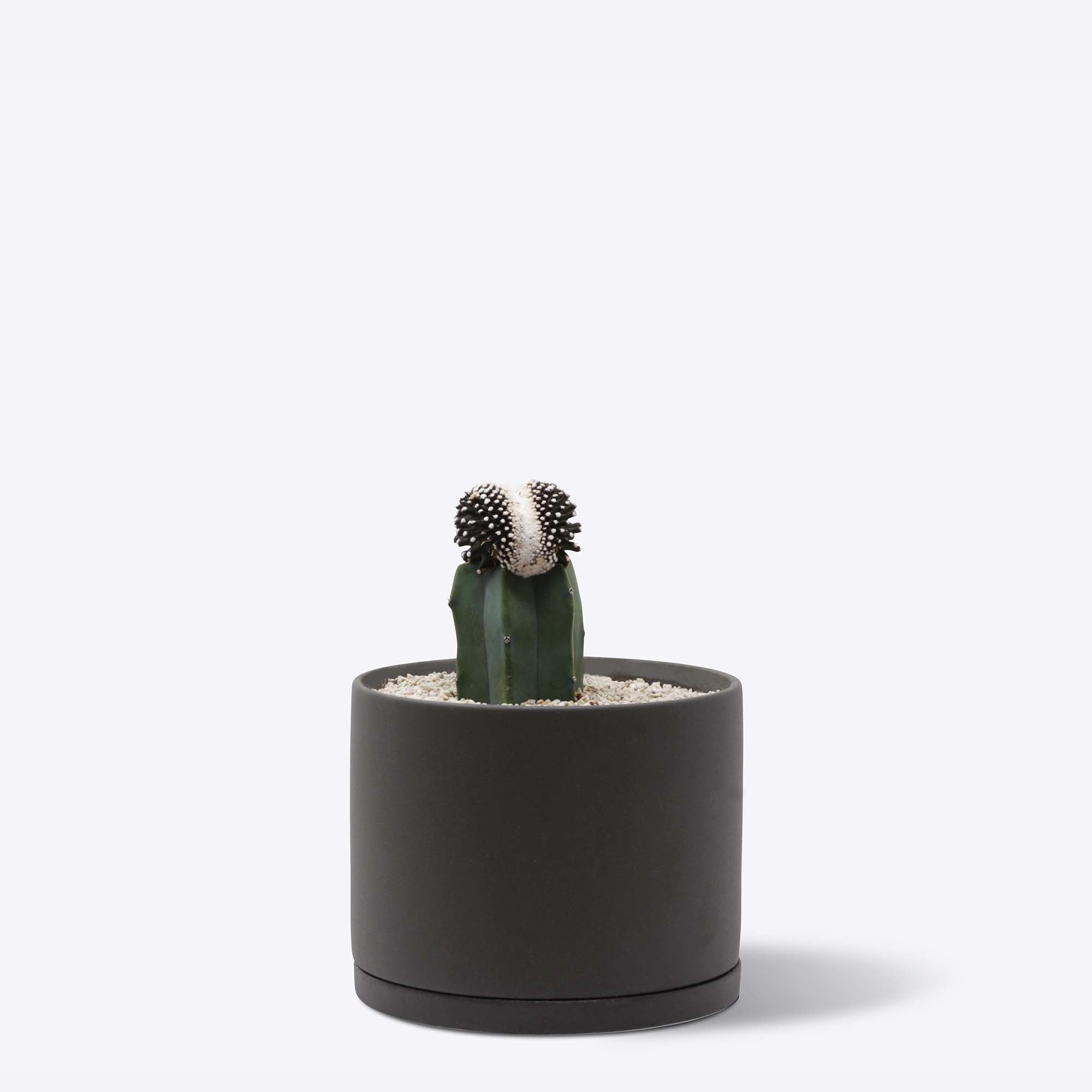 テヌイシマ モンストローサ接ぎ木 ダークグレー 