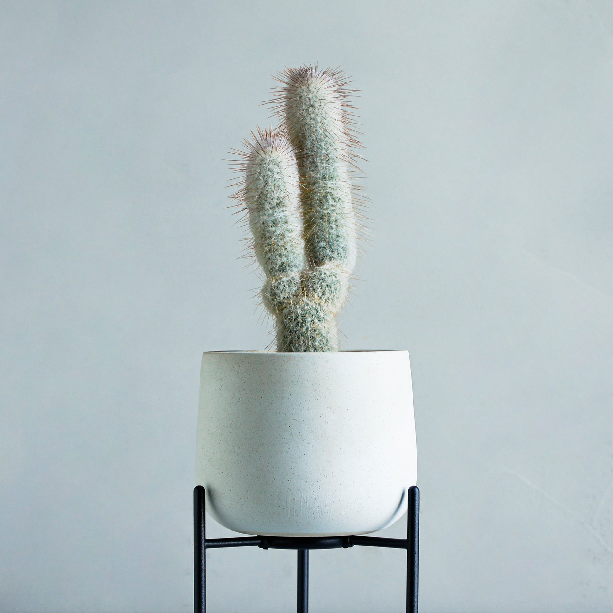 白麗翁 4 号鉢 11,000 円（税込）