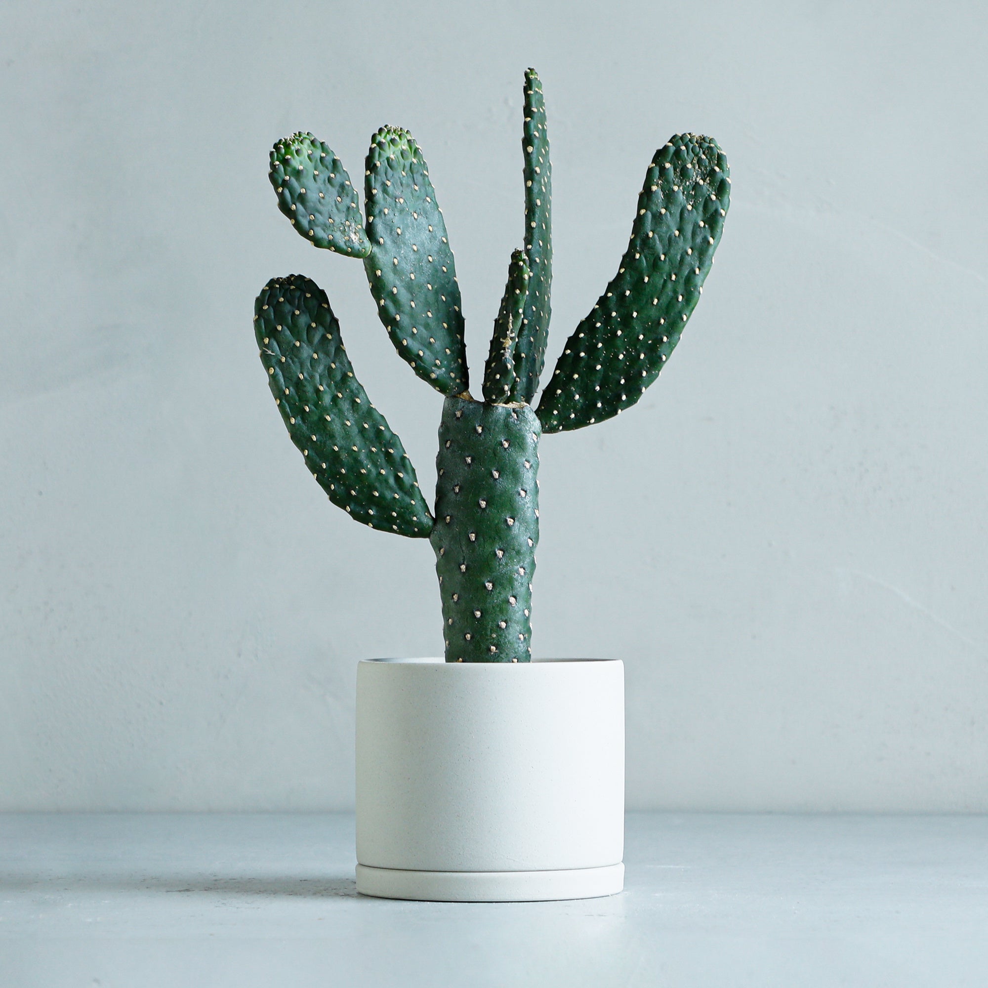 墨烏帽子 3 号鉢 5,500 円（税込）