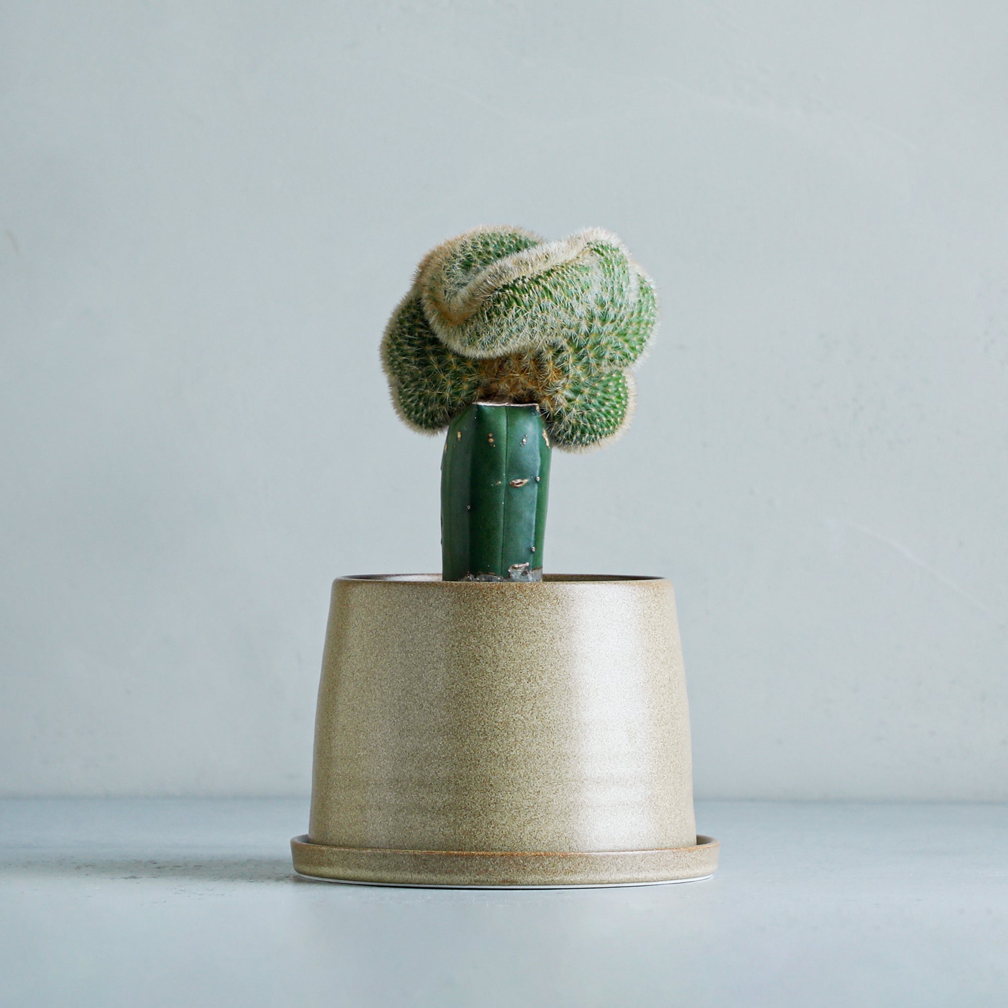 弥勒柱綴化 接ぎ木 4 号鉢 13,200 円（税込）