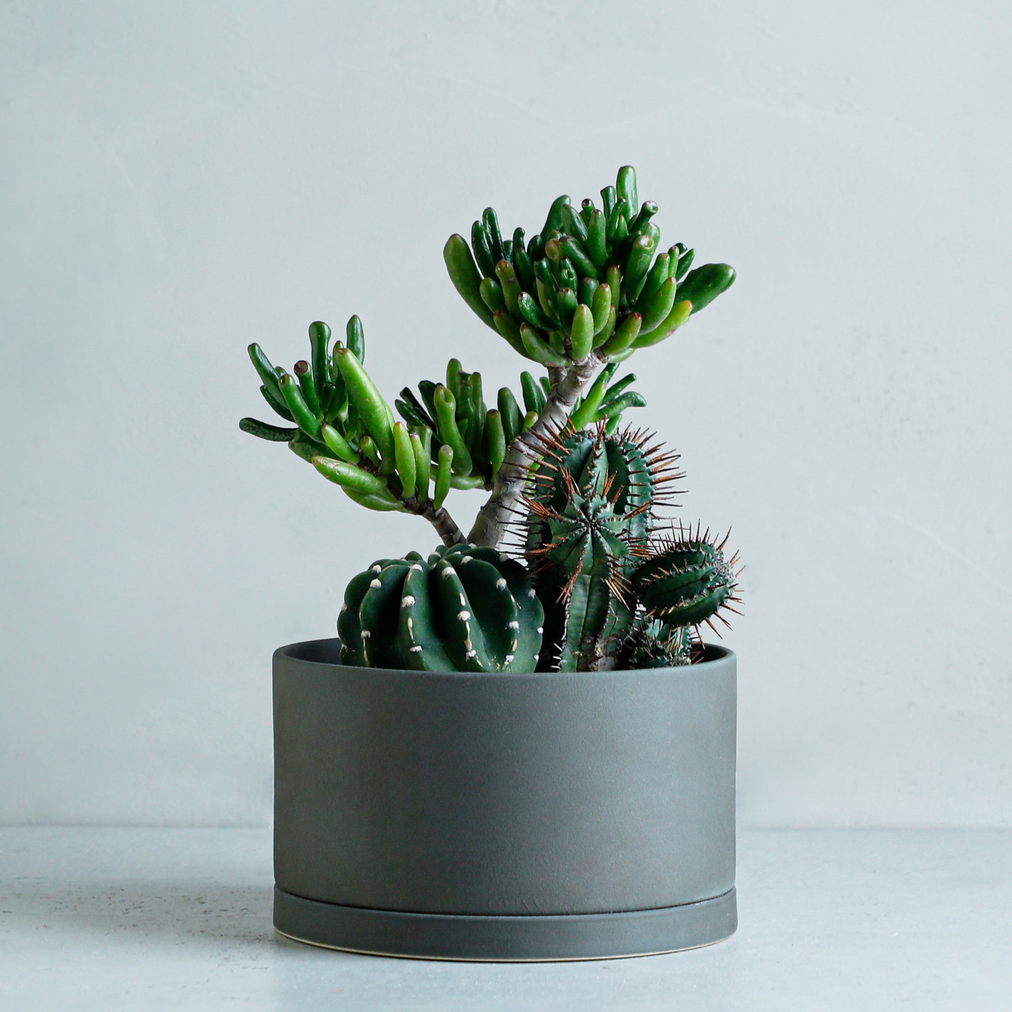 寄せ植え ( 宇宙の木、大豪丸、紅ホリダ) 5 号鉢 13,200 円（税込）