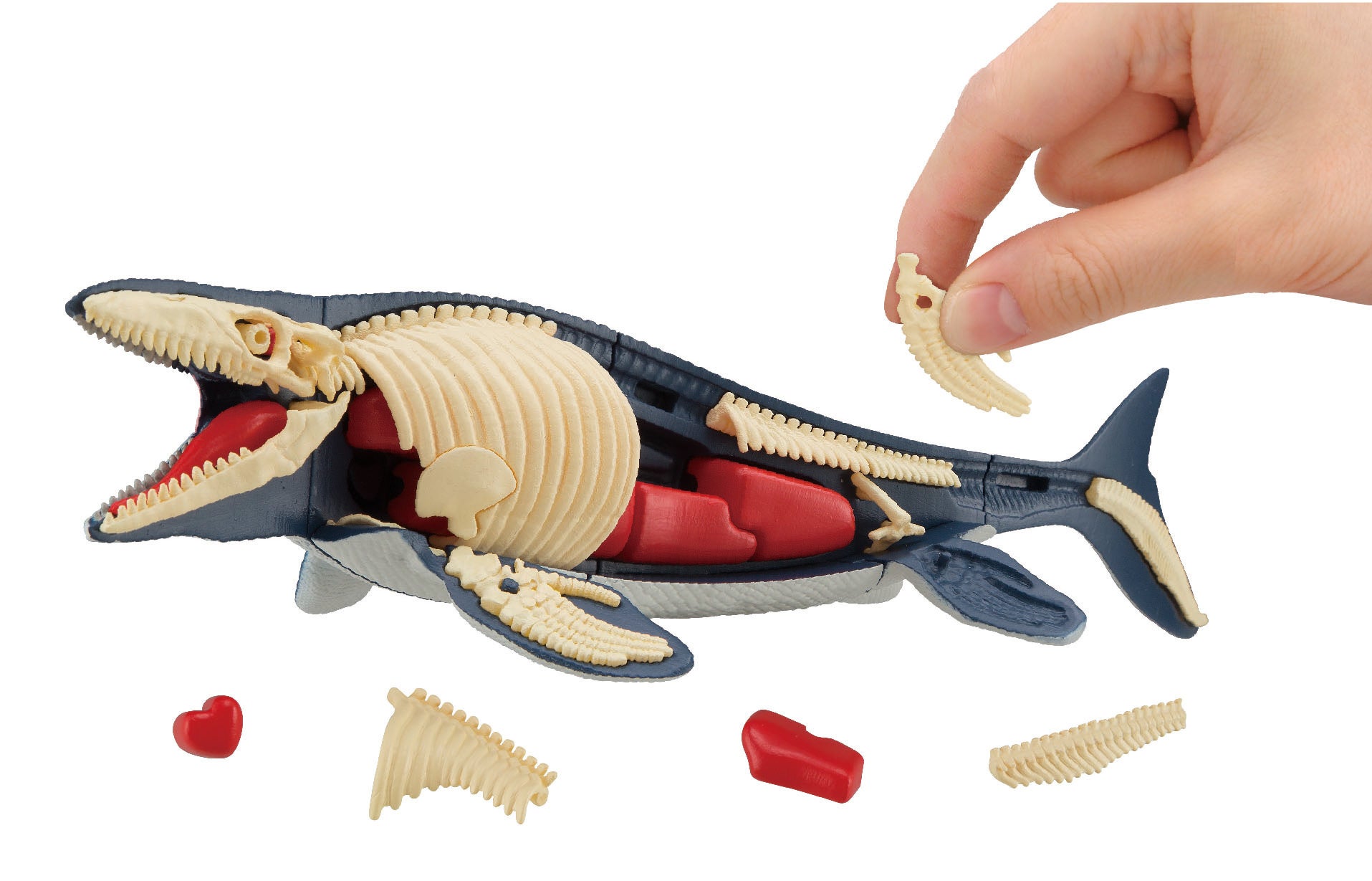 人気シリーズの新商品 今度はモササウルス復元 海の王者がついに降臨 メガハウスのプレスリリース 人気シリーズの新商品 今度はモササウルス復元 海の王者がついに降臨 メガハウスのプレスリリース