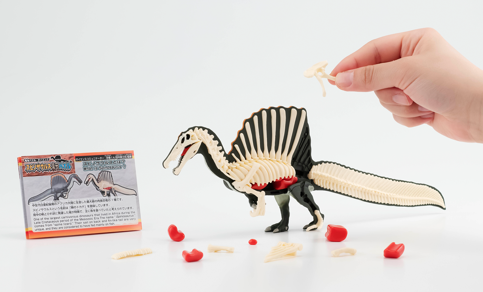 「スピノサウルス復元パズル」で恐竜の骨格を学ぼう！2つの見方で楽しめる立体パズルが登場！